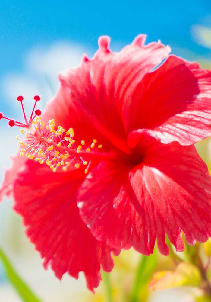 ハイビスカス茶