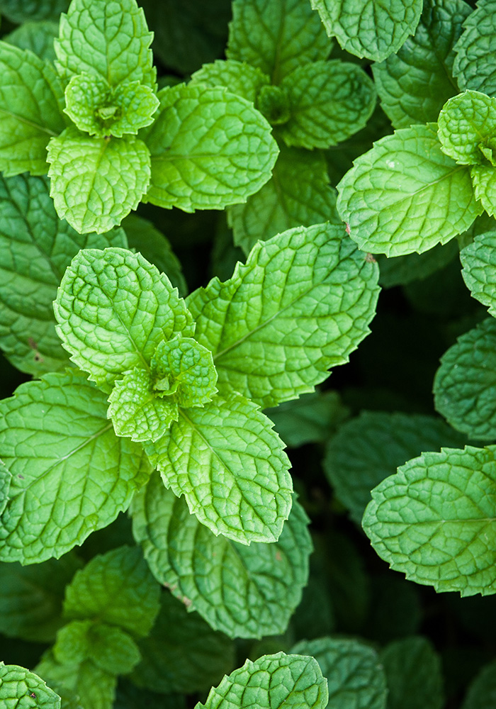 ペパーミント茶